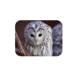 Podkładka pod mysz - OBRAZKOWA  (ANIMALS/LANDSCAPE) MP SOWA